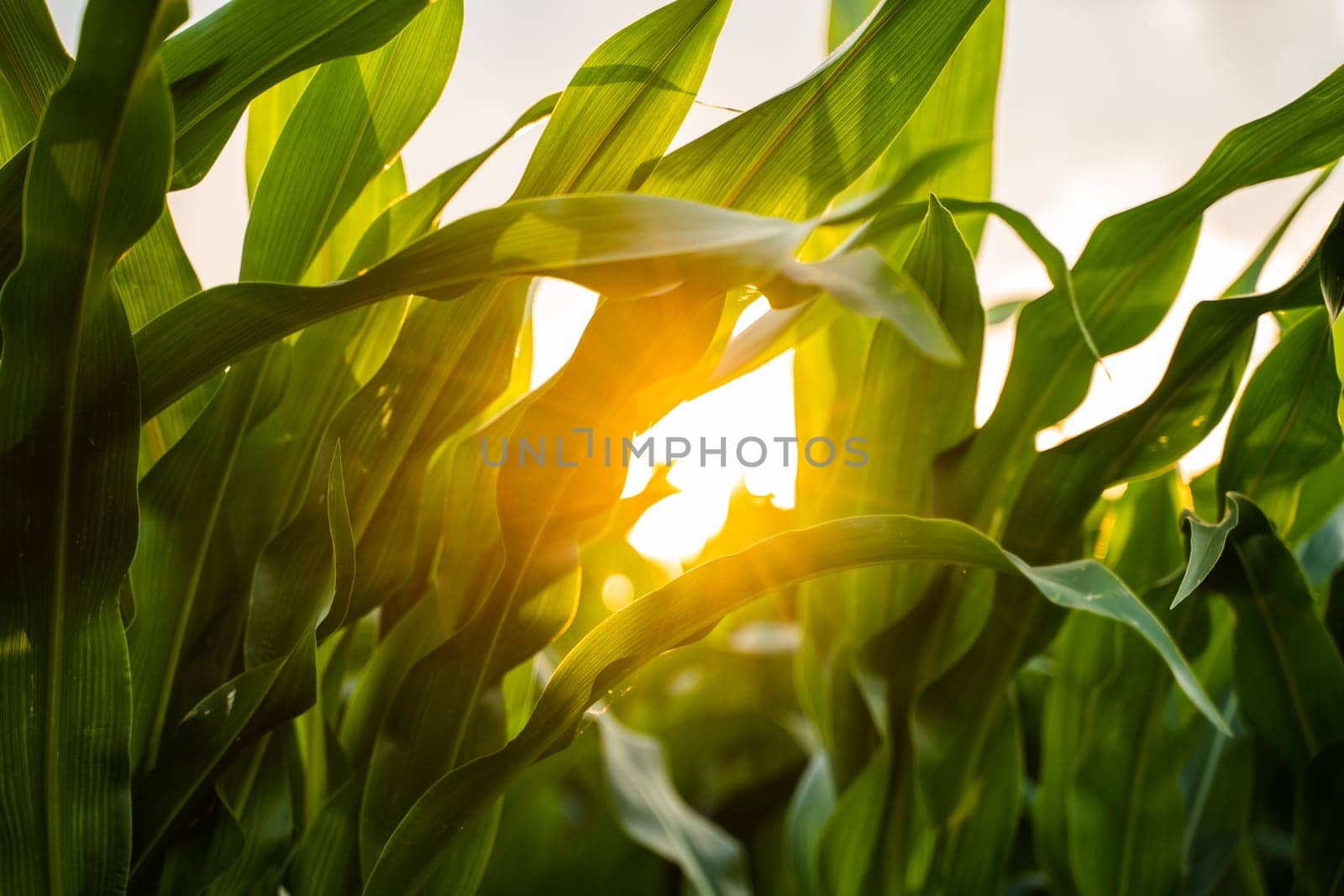 Sun rays break through the leaves of an unripe corn plant in an agricultural field during sunset