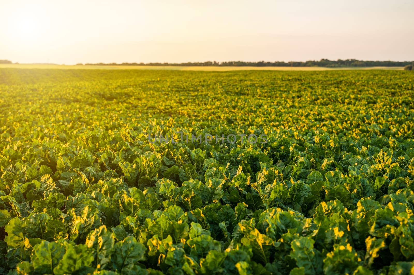 Young, sprouted root beet growing in the vegetable garden, field, plantation. Beetroot leaf in farming and harvesting. Cultivation of the sugar beet. Agriculture process