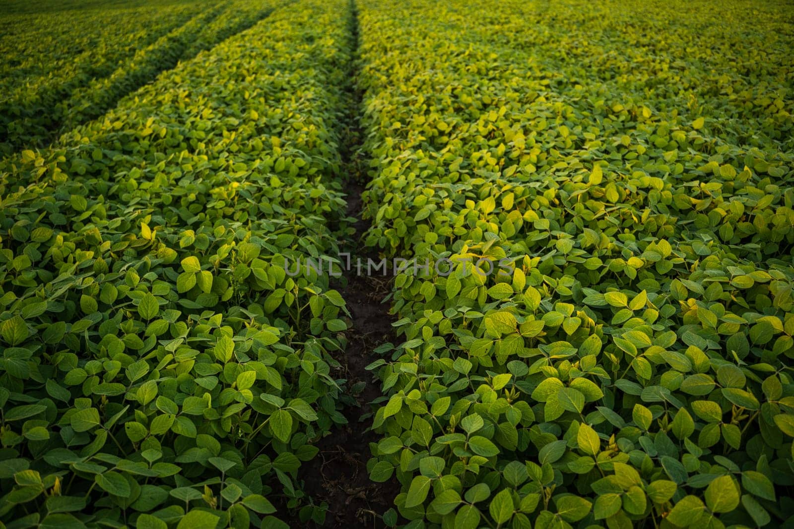 Soybean plant growing in agricultural field during sunset