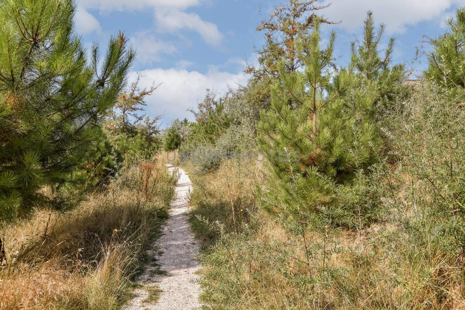 A tranquil pathway meanders through vibrant green trees and foliage, inviting exploration in a natural setting under a bright sky.