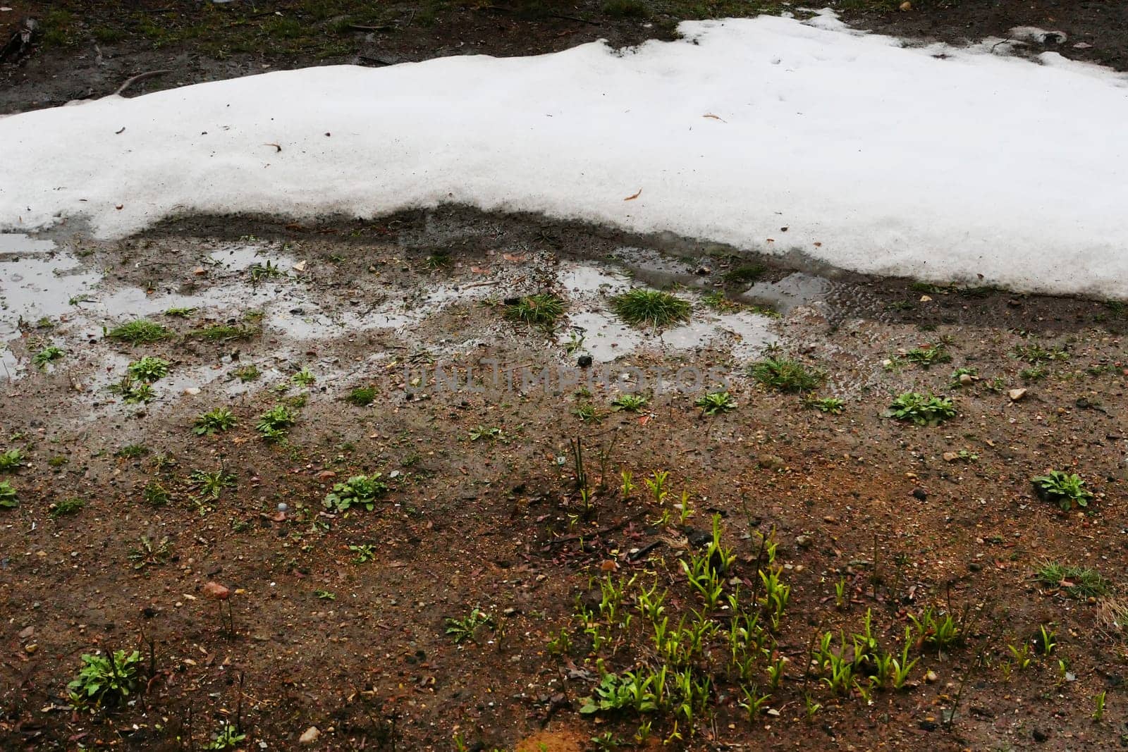 The boundary between snow and thawed soil.