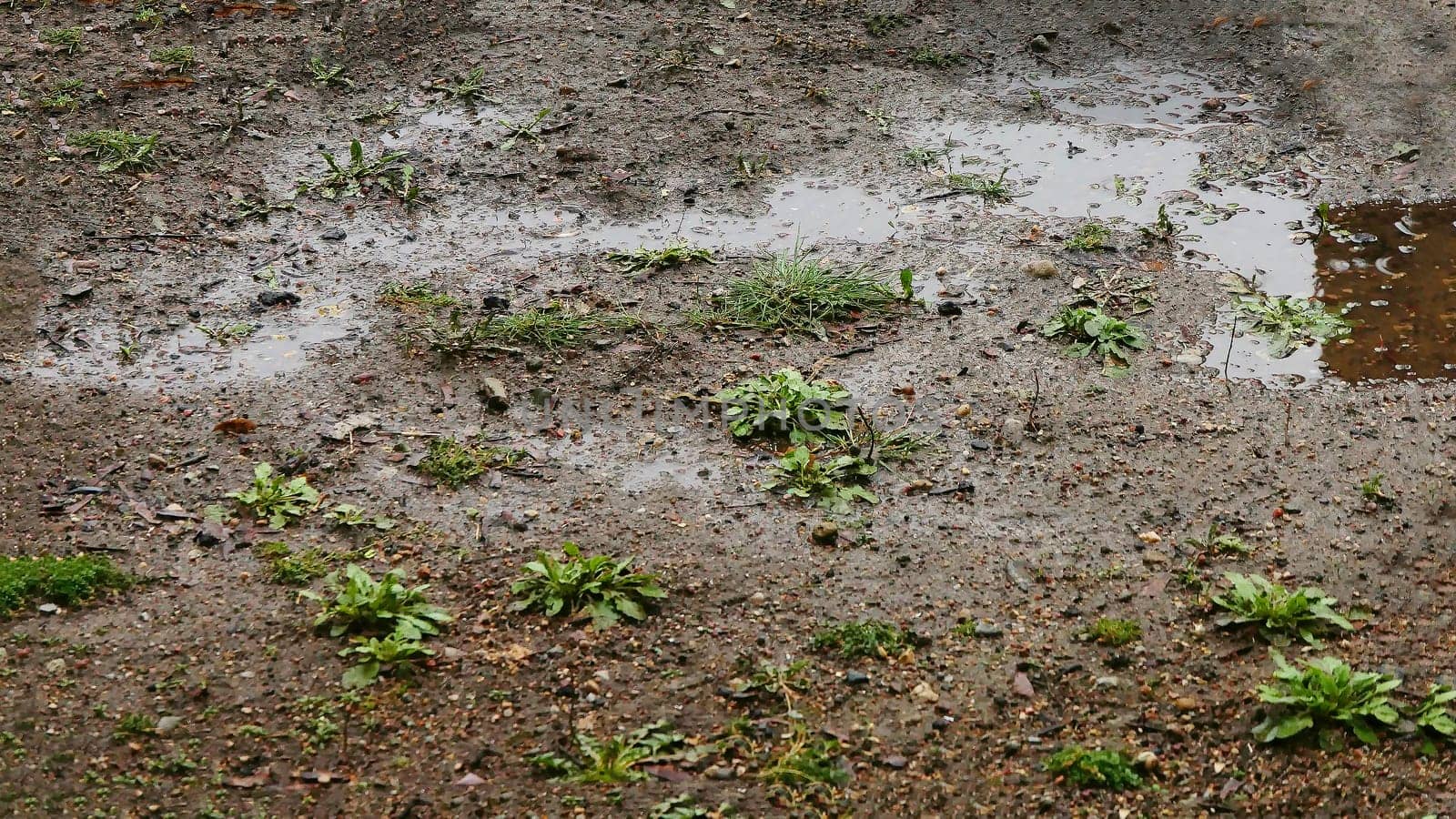 Sprouts of the first green grass on thawing soil, early spring.