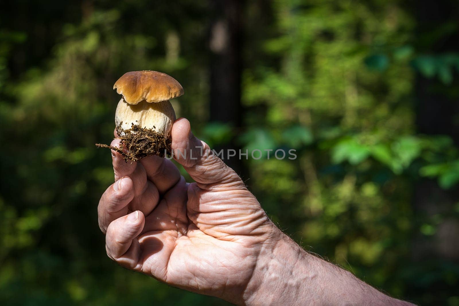 Close-up of a hand holding a freshly picked mushroom, showcasing its earthy textures and natural appearance against a blurred forest background.
