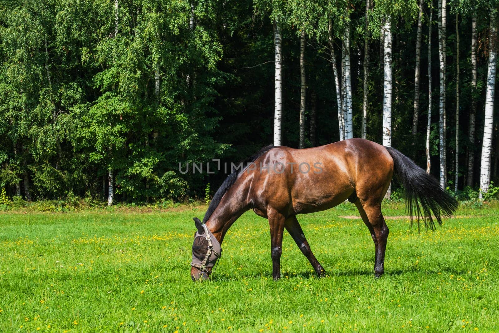 Brown horse wearing a fly mask grazes in a lush, sunlit meadow with a dense forest backdrop. Peaceful rural scene.