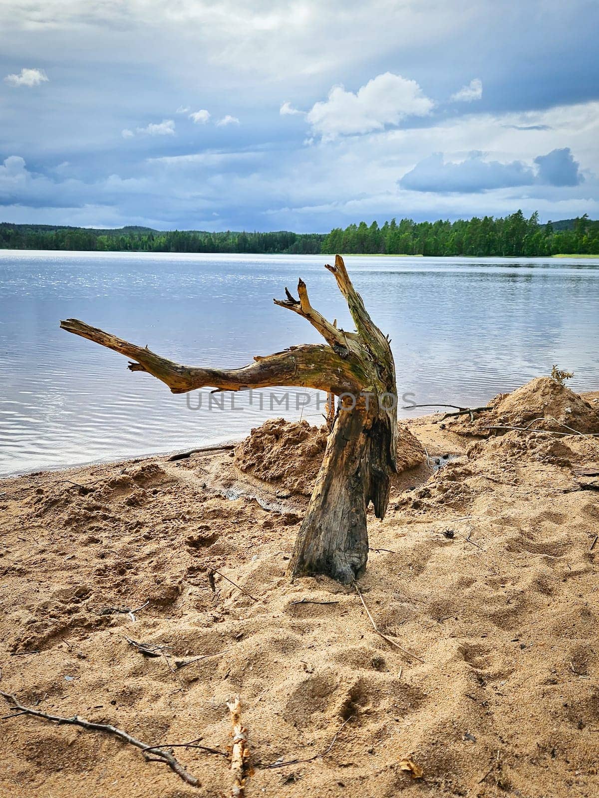 Tree stump on the sandy lake shore, surrounded by green forests and cloudy skies. Peaceful landscape, perfect for themes such as nature, tranquility and the environment.