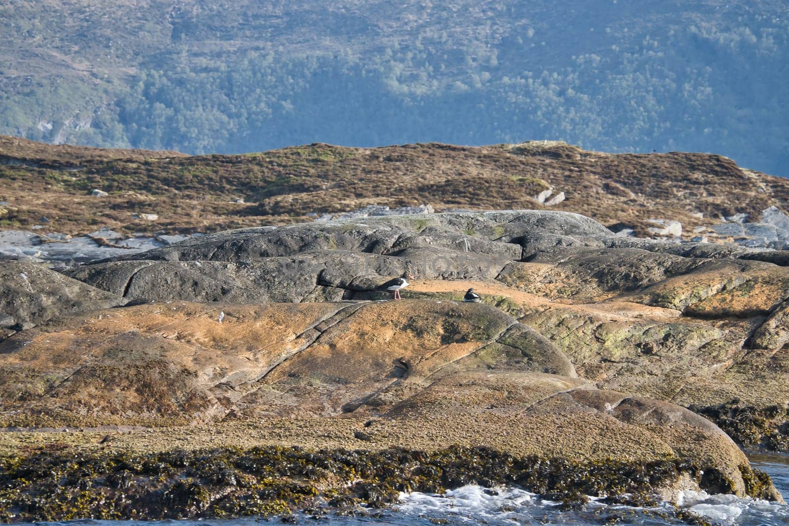 Rocky coastline with lush green hills, framed by wooded mountains in the background. An idyllic, unspoiled landscape for nature and travel inspiration.