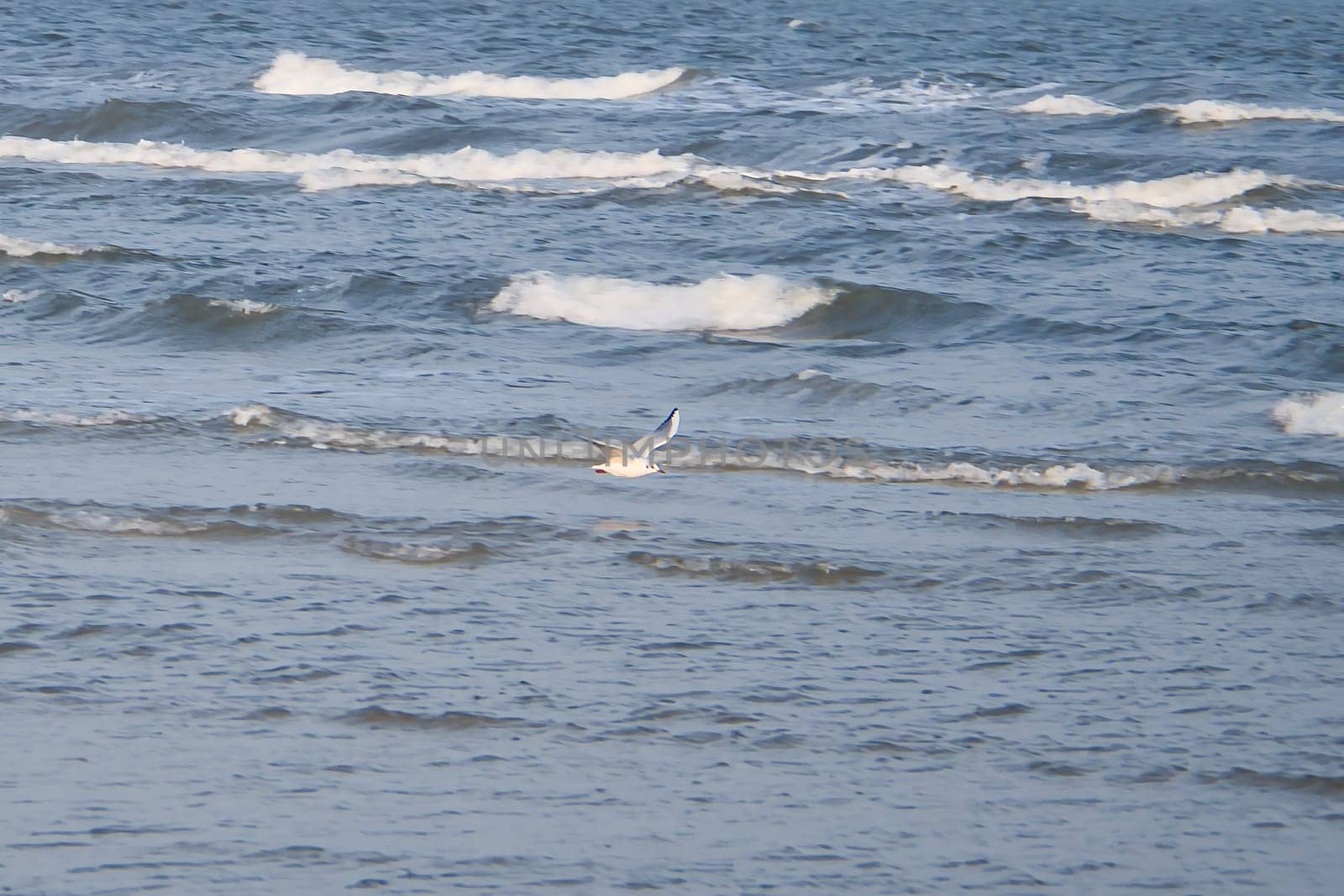 Seagull flies over the water, on the coast of Usedom. Light waves on the sea. Animal photo of a bird