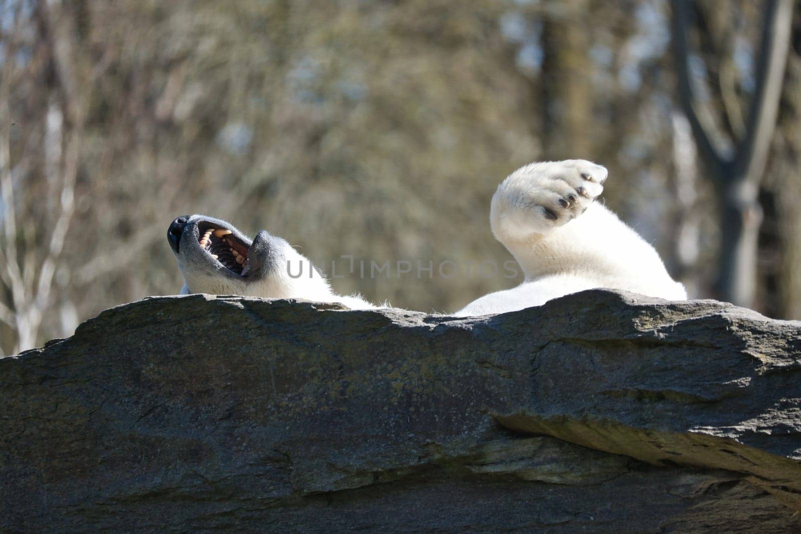 A relaxed polar bear lies on a rock, raising a paw in the air, surrounded by a natural background with blurred trees. Perfect for animal and nature themes.