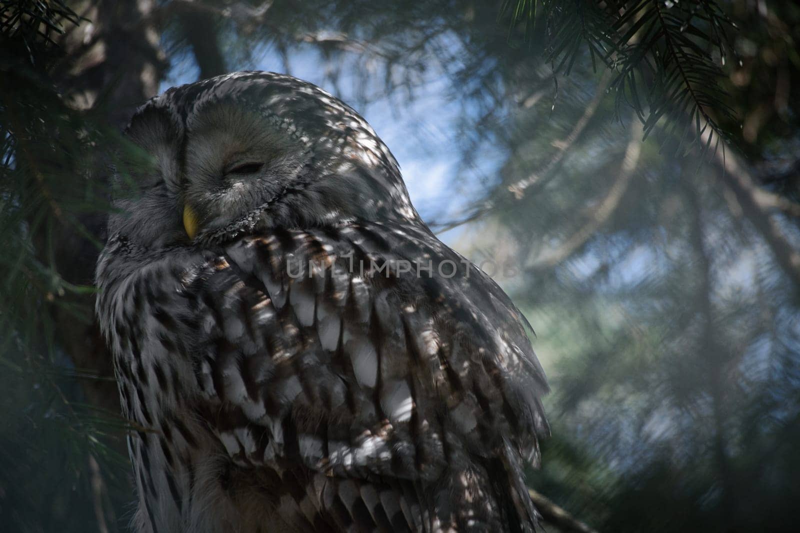 A majestic sleeping eagle owl on a branch, framed by lively greenery. Perfect nature shot for animal lovers and nature scenes.