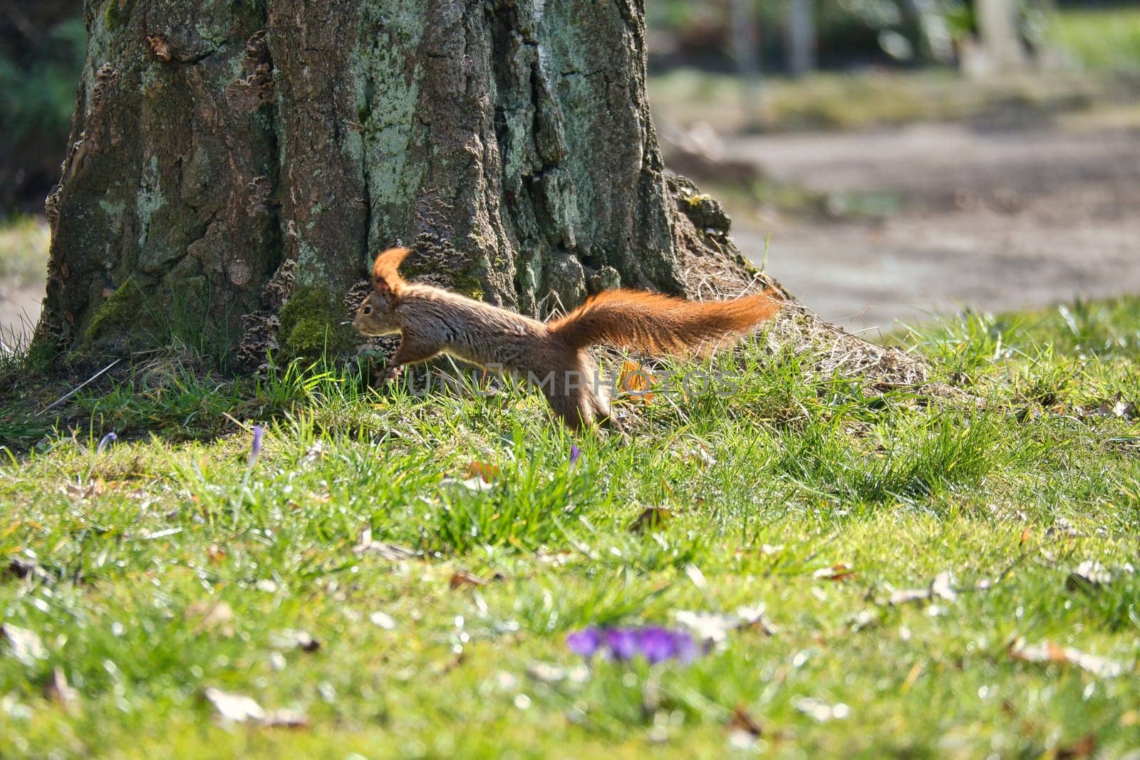 Red squirrel jumps in the sunlight on a green meadow in front of a tree trunk. Spring-like nature mood with bright colors.