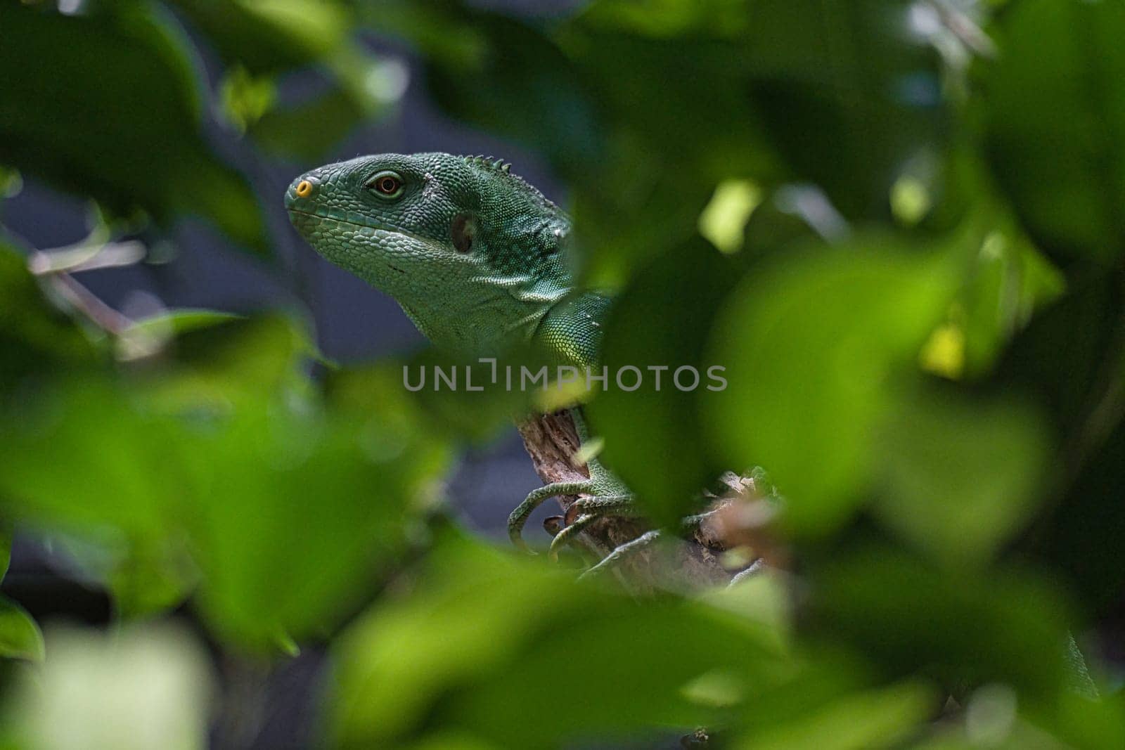 Green iguana, half hidden between tropical leaves. Perfectly captured, the picture shows the natural camouflage and calmness of the reptile.