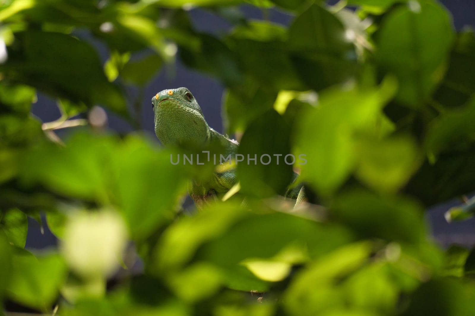 Green iguana, half hidden between tropical leaves. Perfectly captured, the picture shows the natural camouflage and calmness of the reptile.