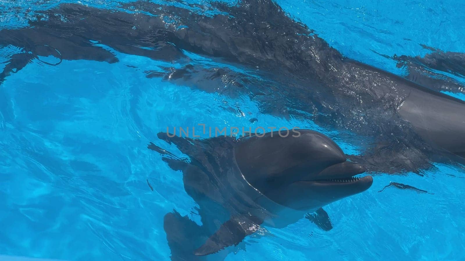 Two dolphins swimming and playing in a blue water pool