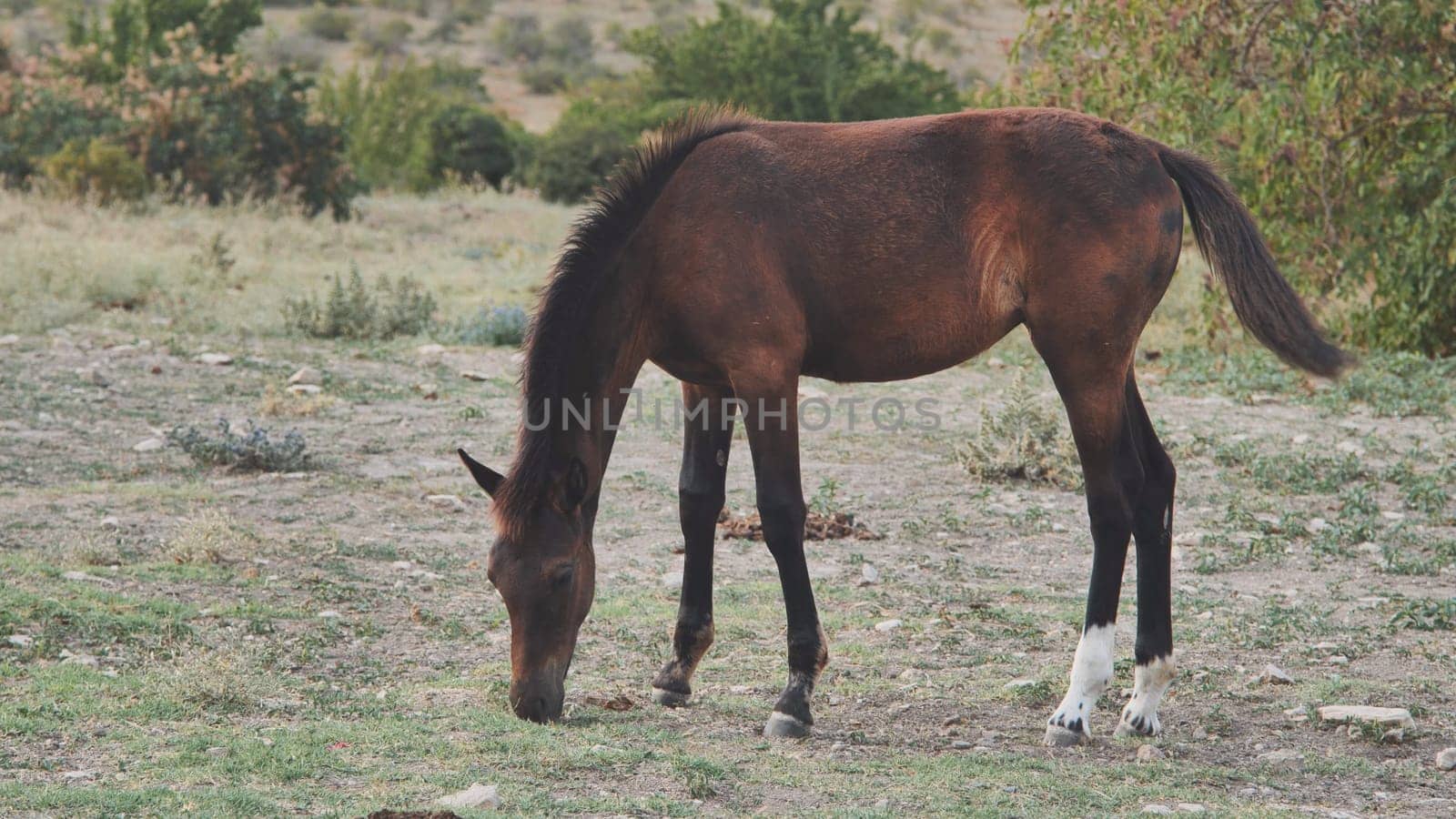 Horse grazing peacefully in a lush green field, savoring the tranquility of its natural habitat under the warm summer sun