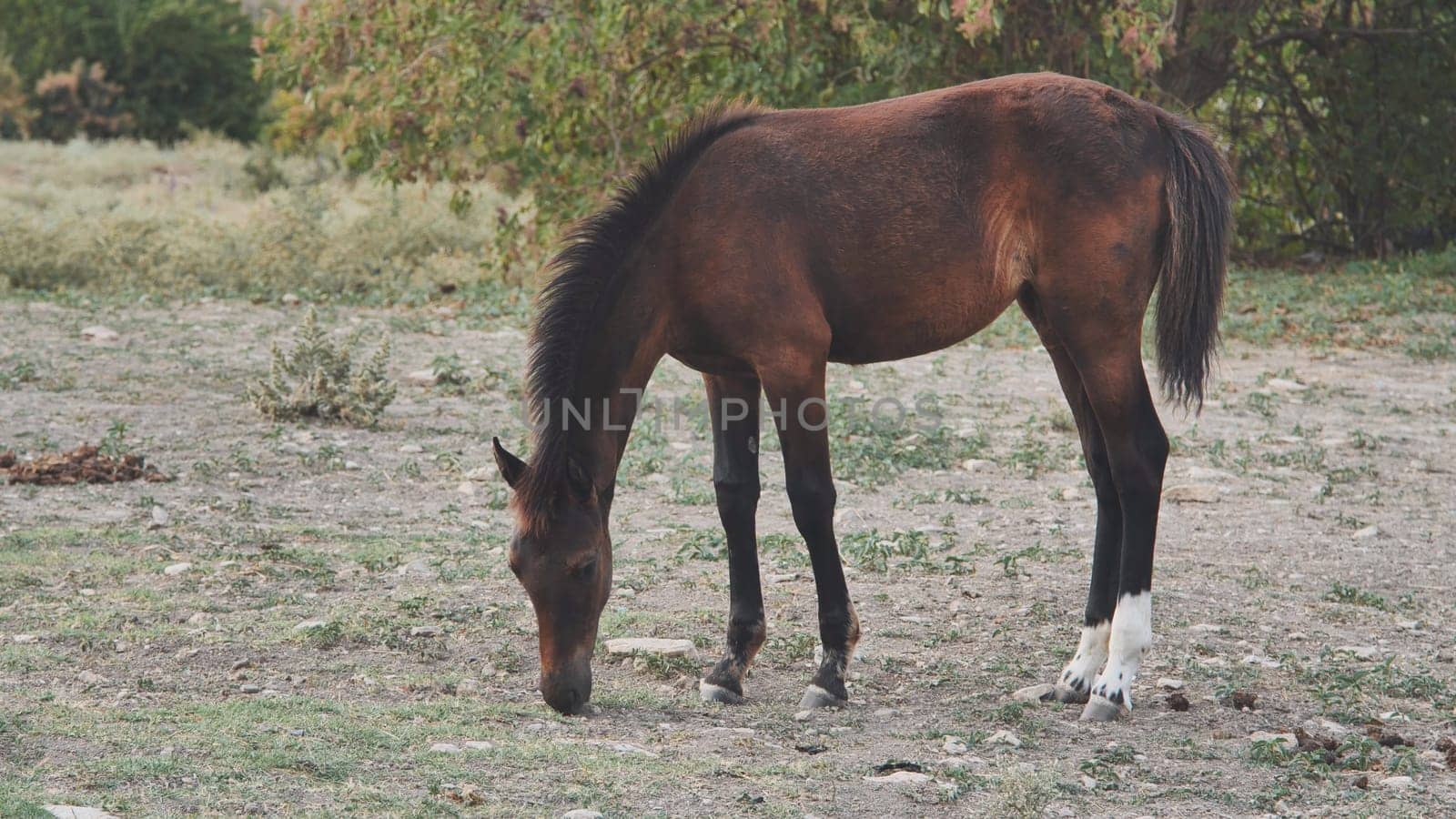 Horse grazing in a field in Crimea, near the town of Belogorsk