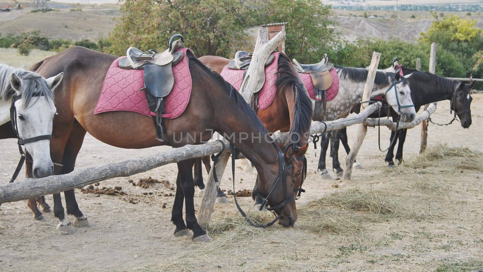 Group of horses with saddles eating hay near a wooden fence in Crimea, near the town of Belogorsk