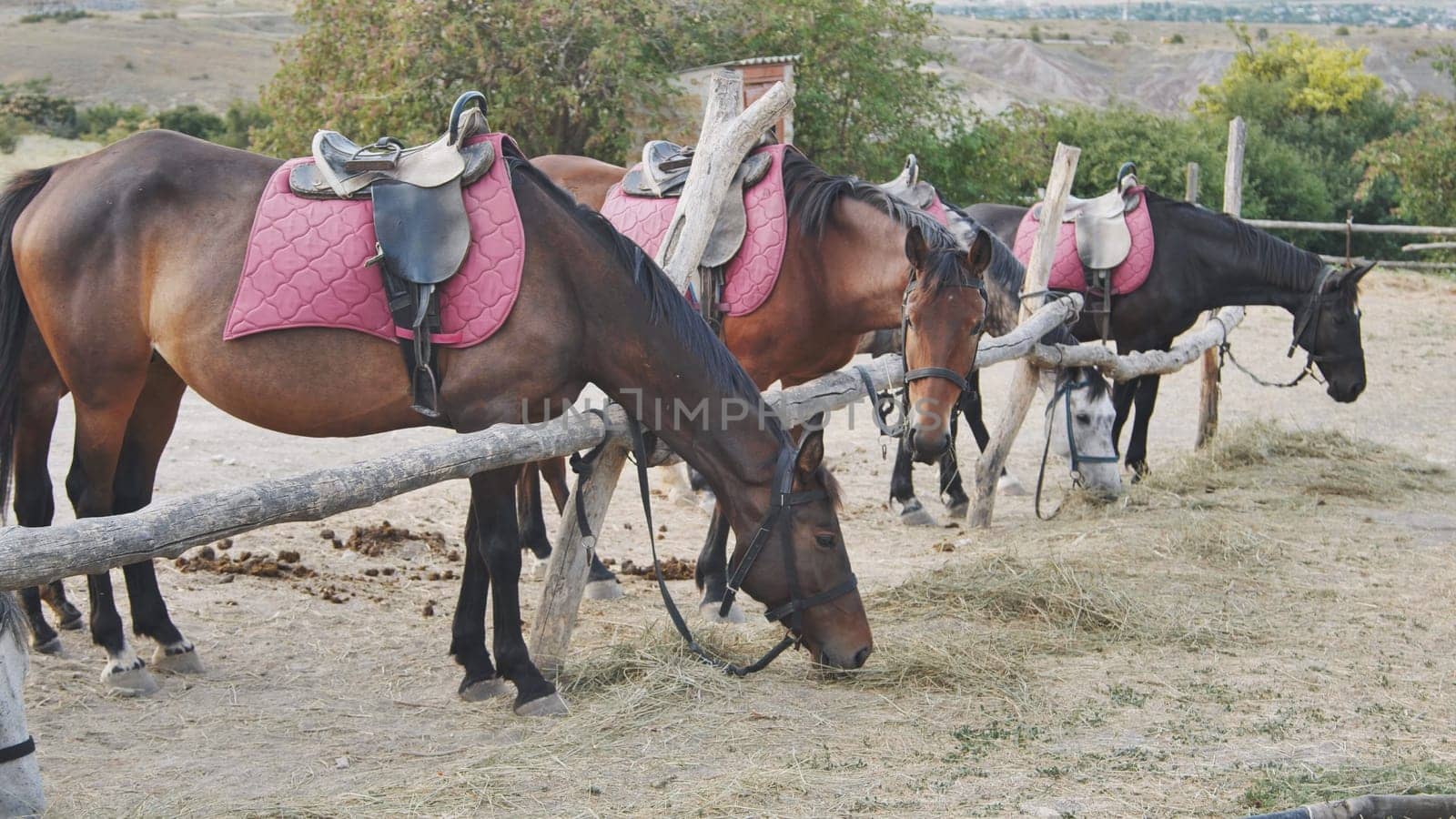 Saddled horses munching on hay at a hitching post, eagerly awaiting the start of a horseback riding tour through the countryside