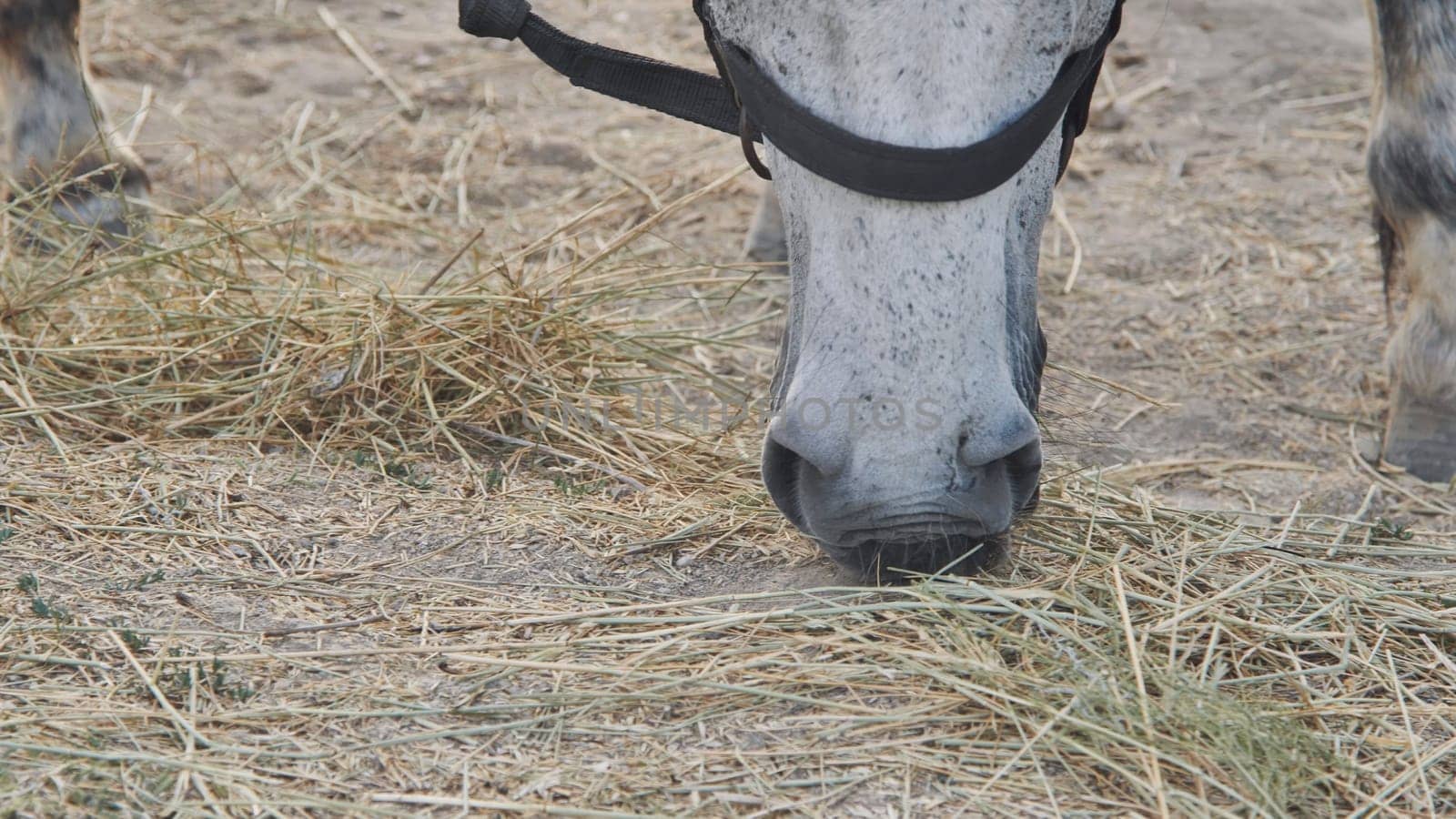 White horse wearing a halter is eating hay from ground in Crimea
