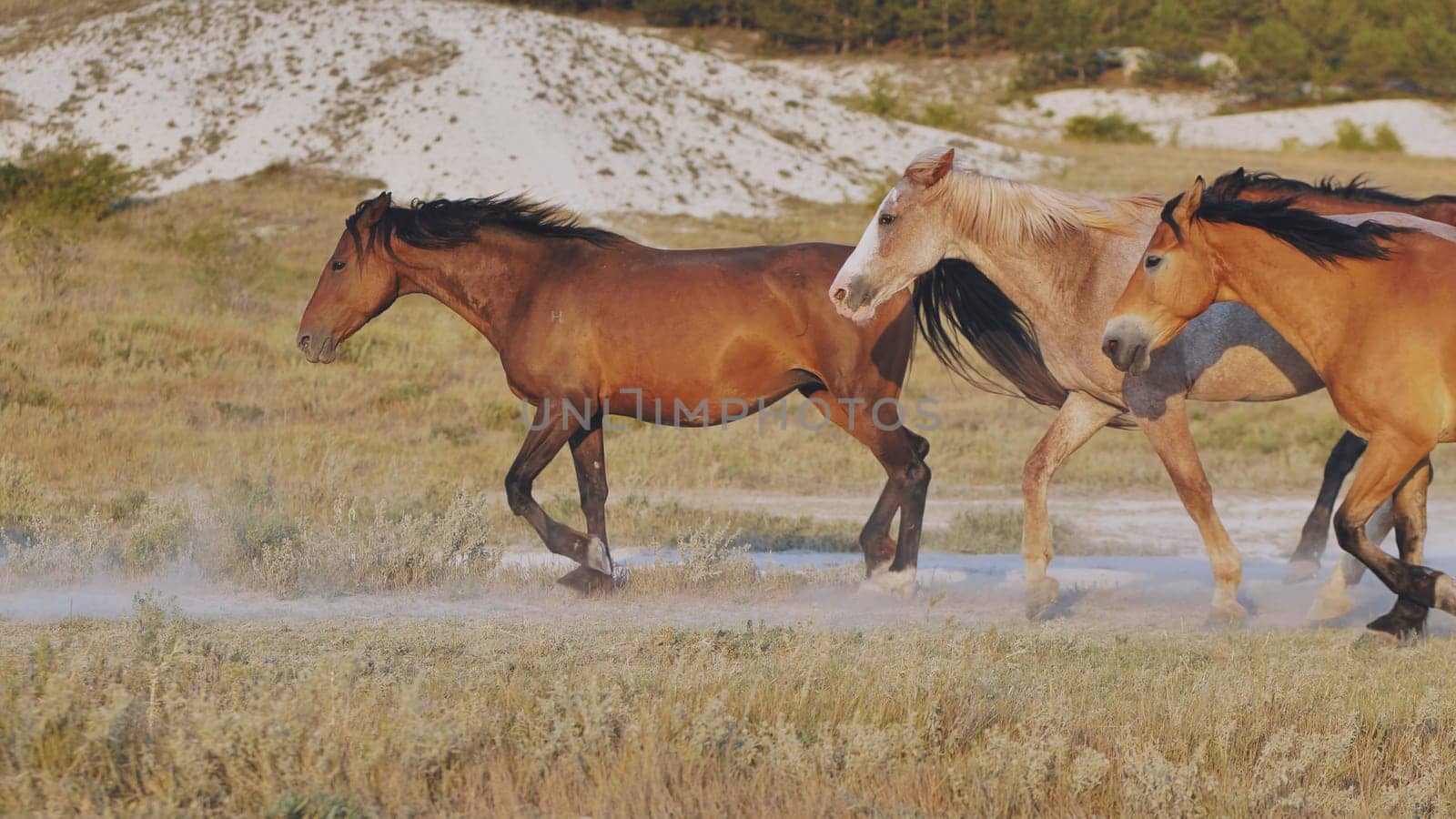 Group of horses running and raising dust near Belogorsk, Crimea