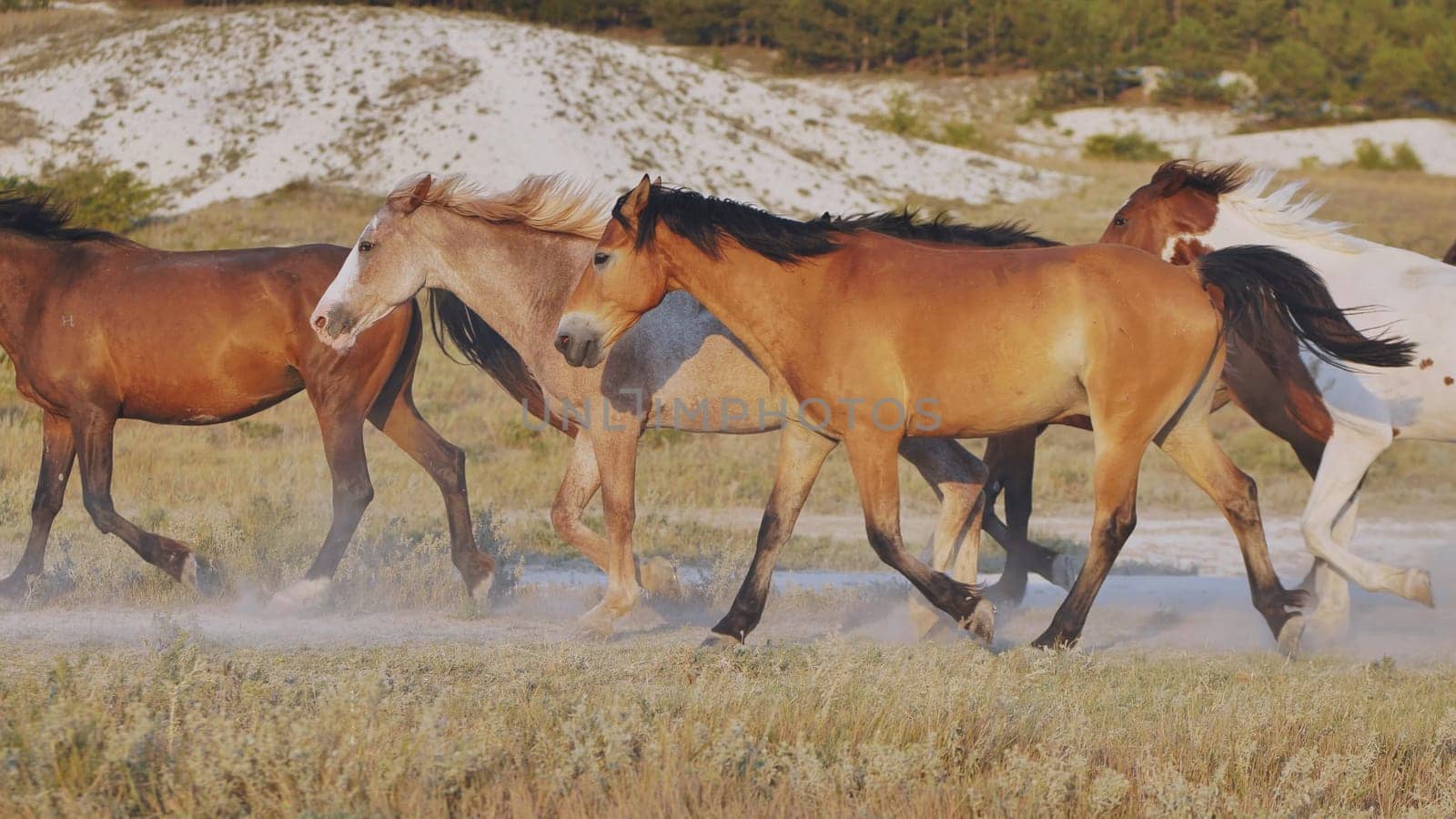 Herd of horses running and raising dust near Belogorsk, Crimea