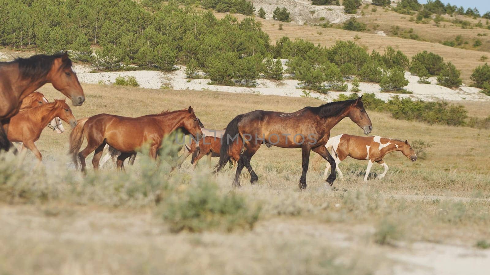 Herd of horses walking in the dry steppe near Belogorsk, Crimea