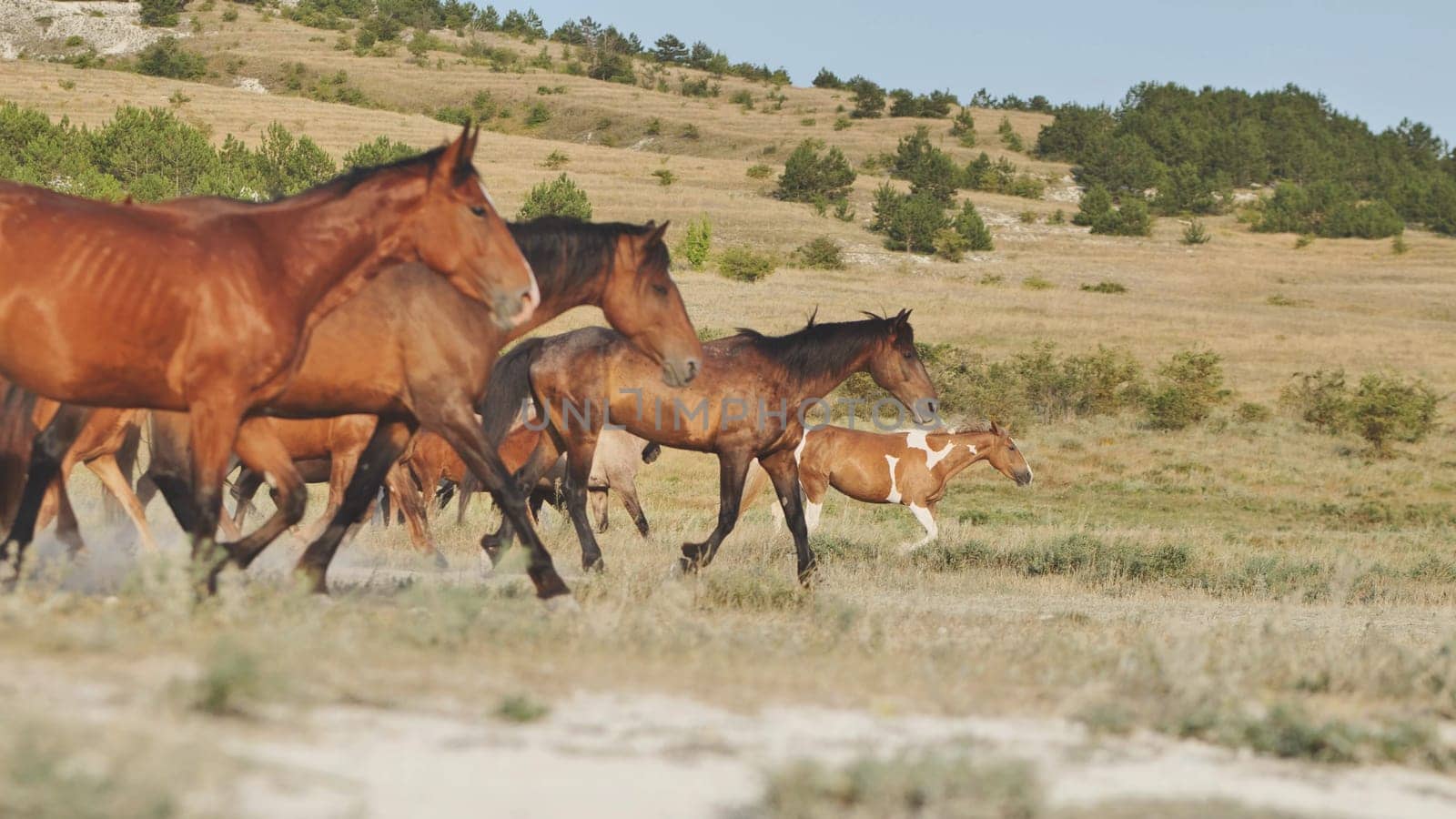 Herd of horses galloping across a dry field in Crimea, near the town of Belogorsk, showcasing the beauty of wildlife