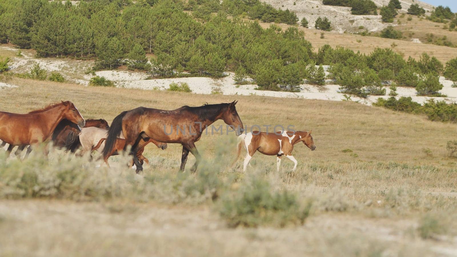 Wild horses walking on a beautiful Crimean landscape near Belogorsk