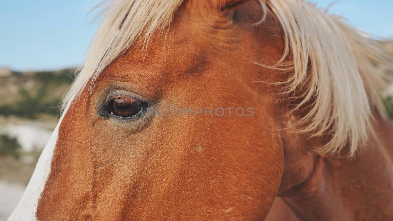 Close-up of a brown horse with blond mane in a field near Belogorsk, Crimea