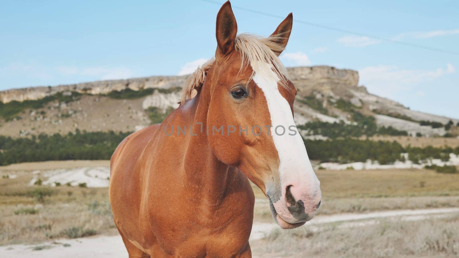 Brown horse with a striking white blaze standing gracefully against a stunning mountain landscape under a bright, sunny sky