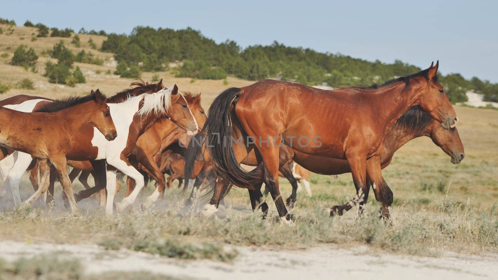 Wild horses running free in the Crimean steppe near the town of Belogorsk