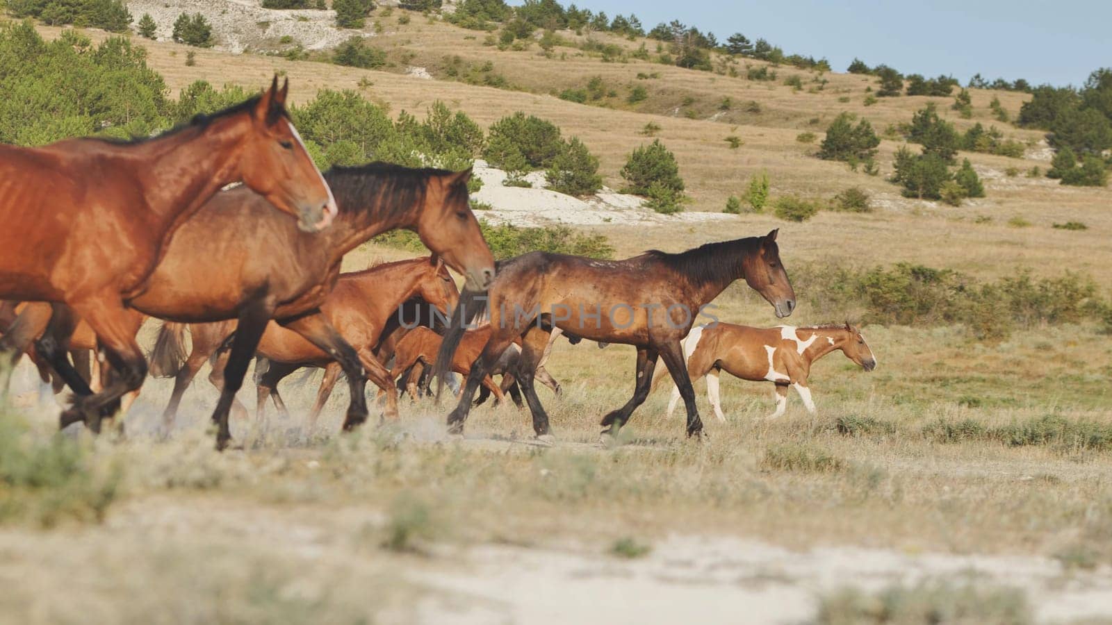 Wild horses galloping on the dry steppe of Crimea, near Belogorsk, on a sunny summer day
