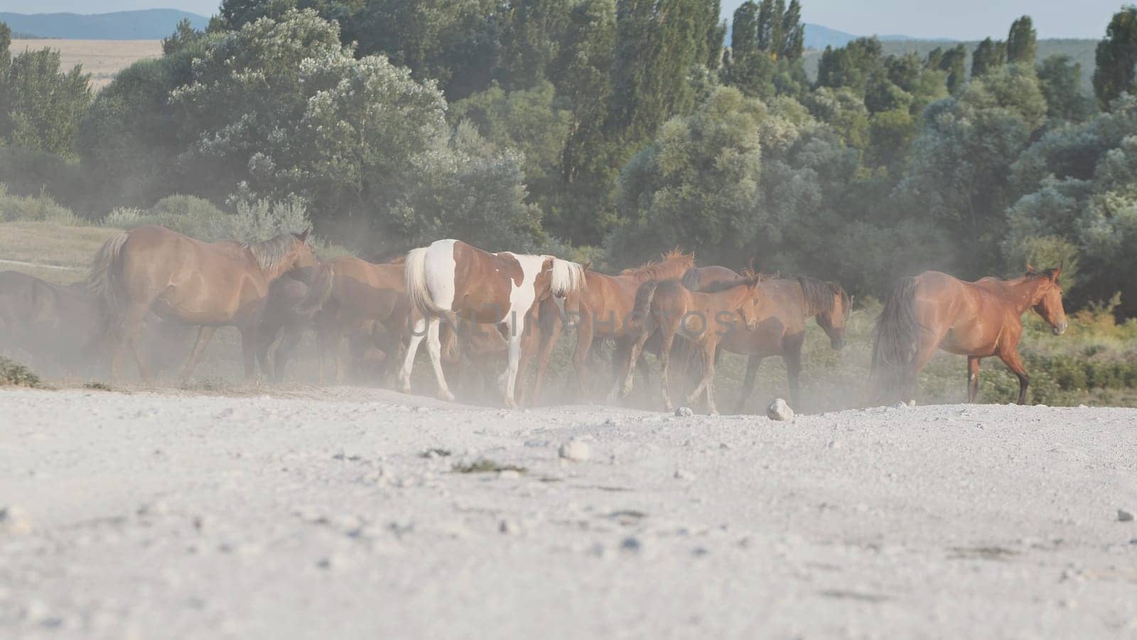 Herd of horses creating dust while walking on a white road near Belogorsk in Crimea