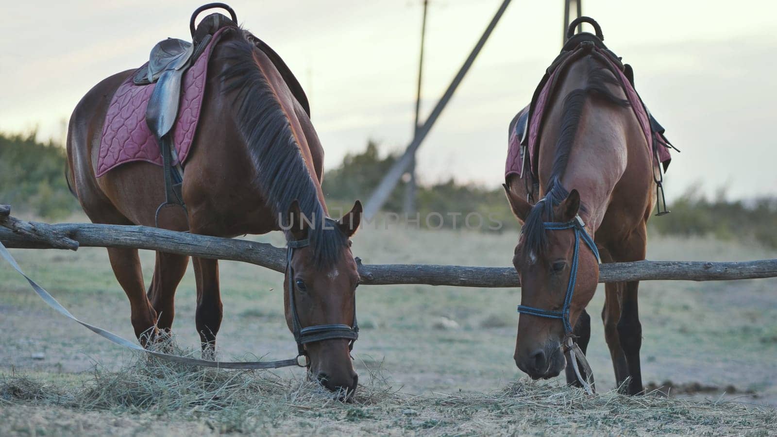 Two horses eating hay near a wooden fence in Crimea near Belogorsk