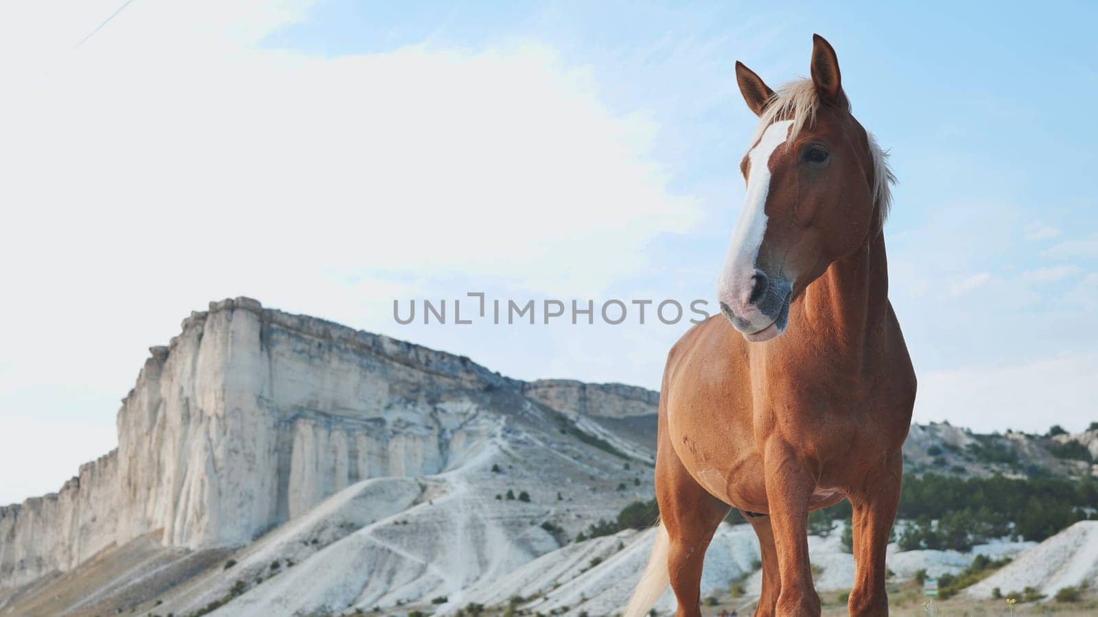Chestnut horse standing majestically with a white rocky mountain in the background, under a clear blue sky