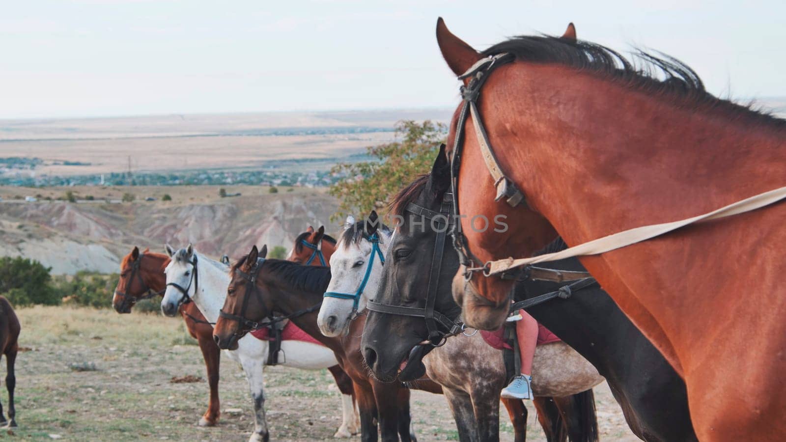 Group of horses wearing bridles standing together on a hill near Belogorsk, Crimea