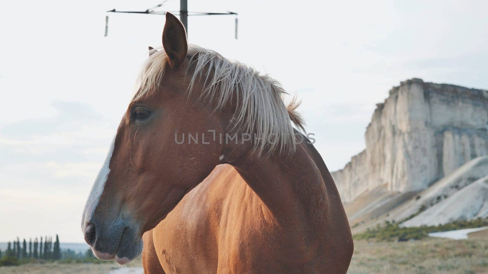 Brown horse standing in a field with White Rock mountain in Crimea in the background