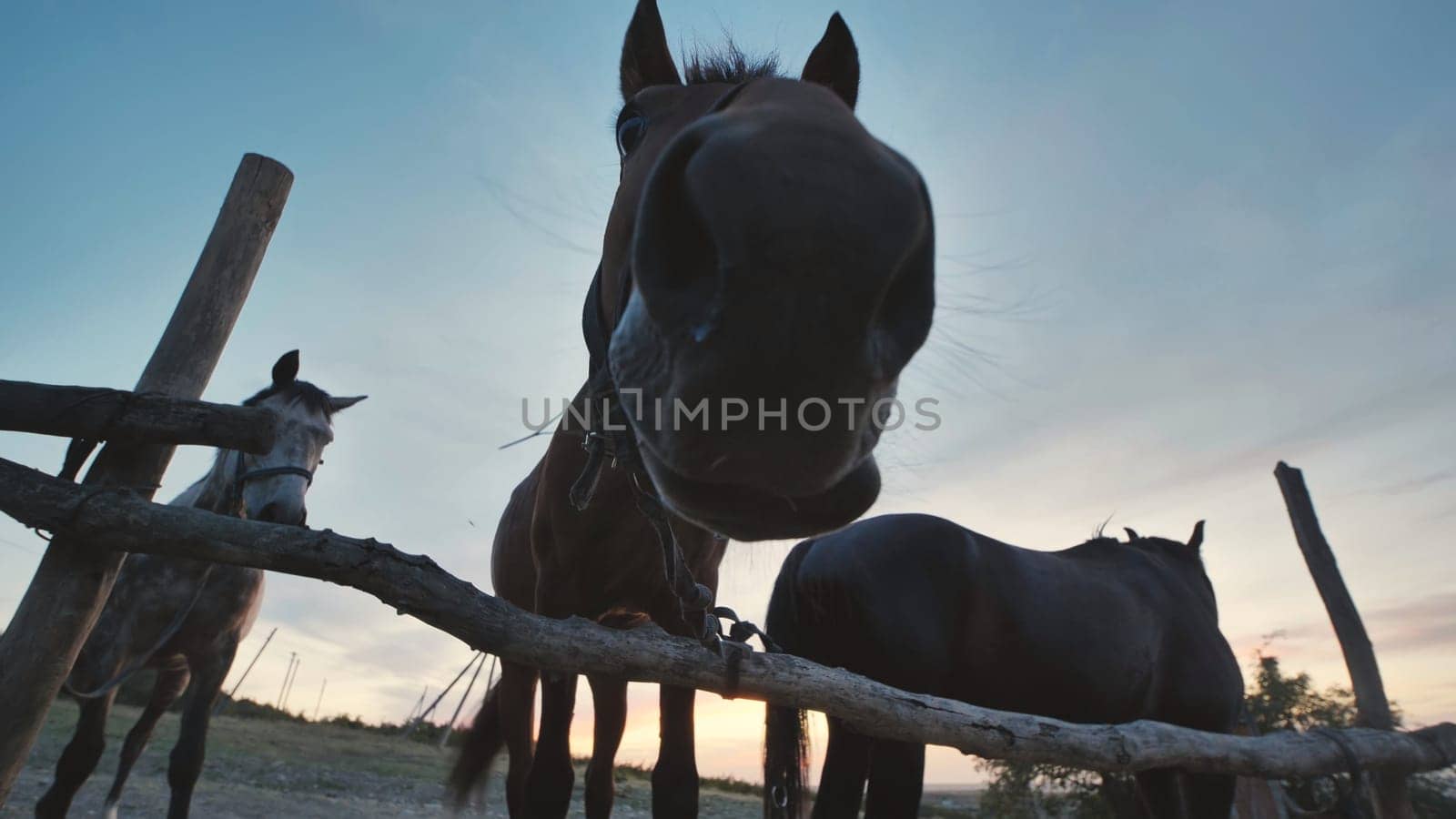 Group of horses behind wooden fence at sunset in Crimea, near the town of Belogorsk