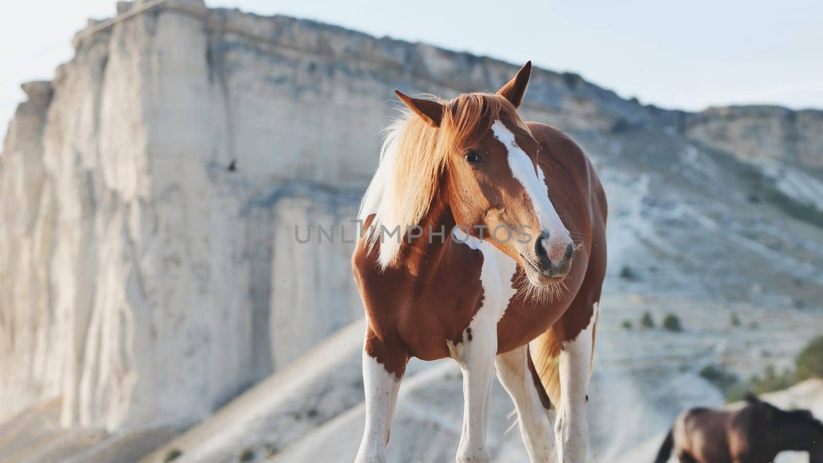 Brown and white horse standing in front of the White Rock mountain near the town of Belogorsk, Crimea