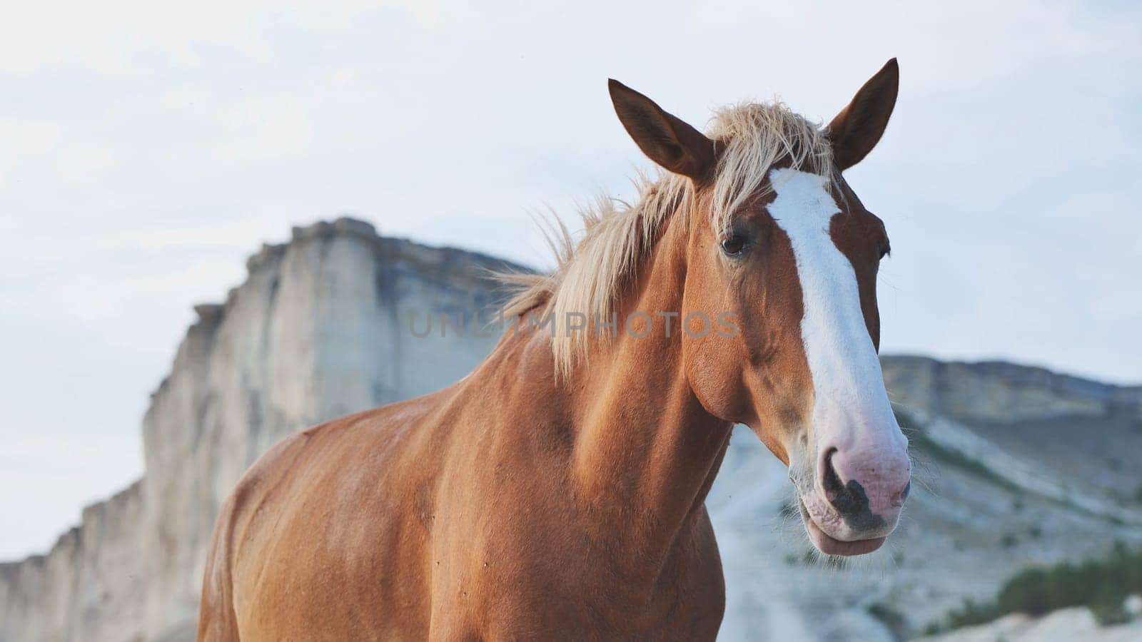Brown horse with a striking white blaze standing gracefully in front of a majestic white rocky mountain under a serene sky