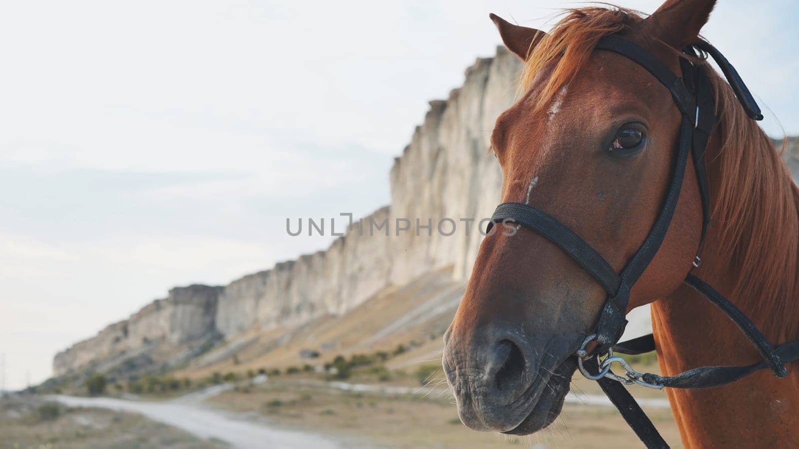 Brown horse wearing bridle standing in front of White Rock mountain in Crimea, near the town of Belogorsk