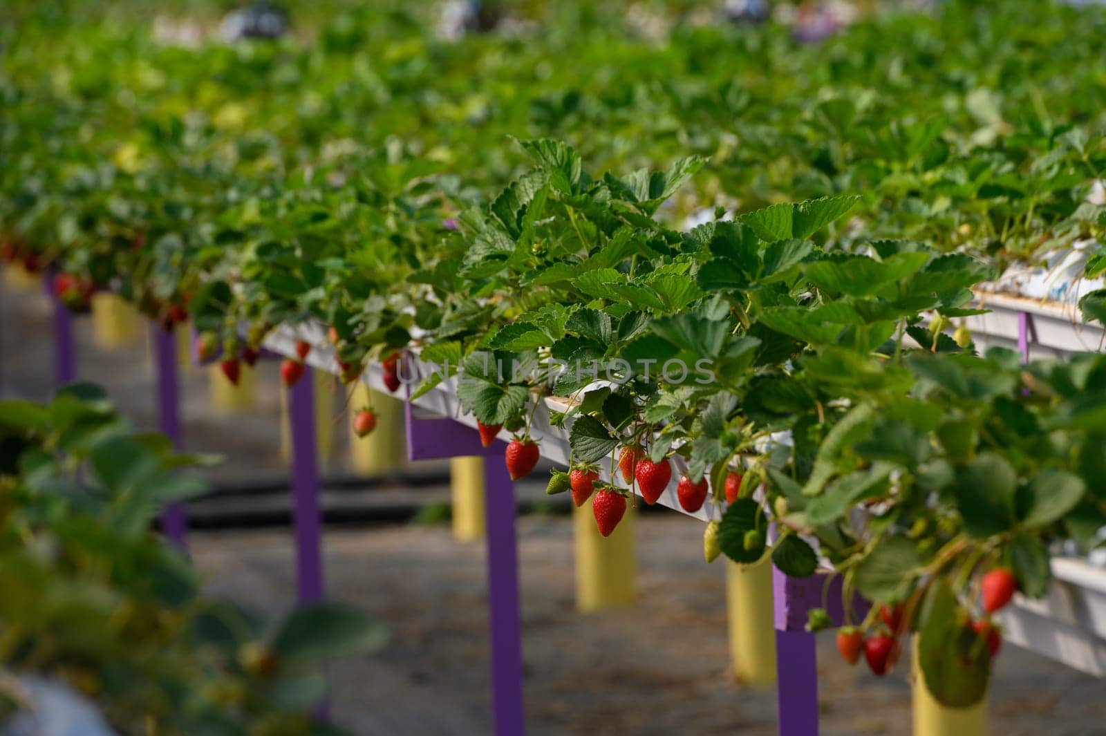 Rows of vibrant strawberry plants bask in the warm sunlight, their red fruits hanging low, ready for eager hands to pick. A beautiful display of agriculture in full bloom.