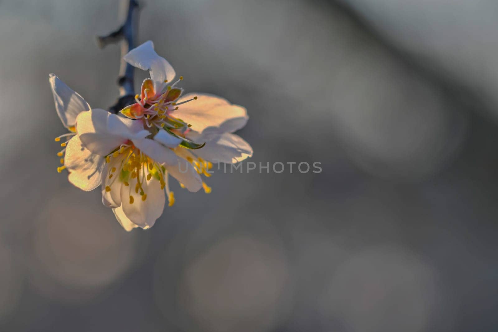 Blossoms on almond trees. Blooming almond trees in almond orchard. Concept of flowering trees in spring. The concepts of farming and planting. Close-up, macro image.