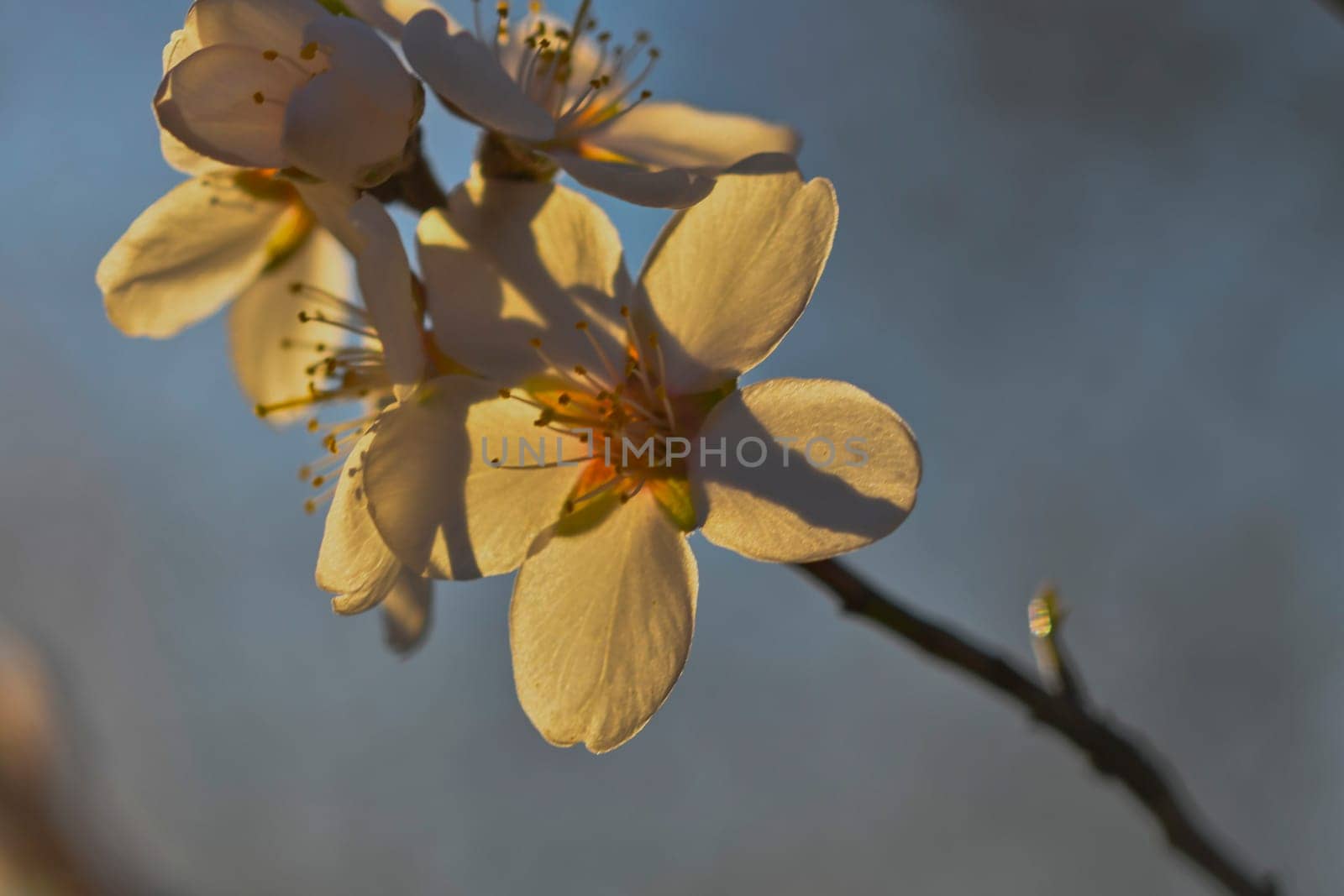 Blossoms on almond trees. Blooming almond trees in almond orchard. Concept of flowering trees in spring. The concept of agriculture and orcharding. Petals of flowers on almond trees. Macro image, close-up.