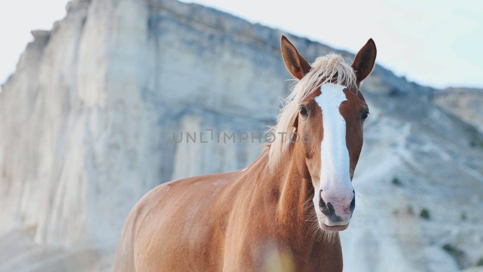 Brown horse with white blaze standing in front of White Rock Mountain in Crimea, near Belogorsk
