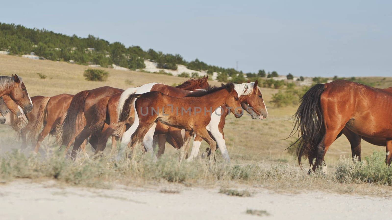 Herd of horses running in the dry steppe of Crimea, near the town of Belogorsk