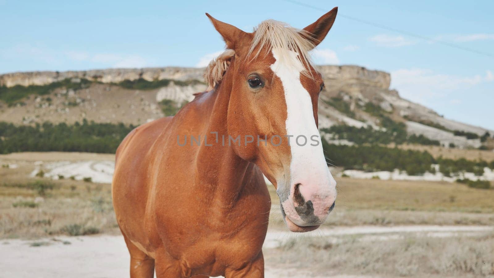 Brown horse with white blaze standing in a dry field with White Rock mountain in the background, near Belogorsk, Crimea