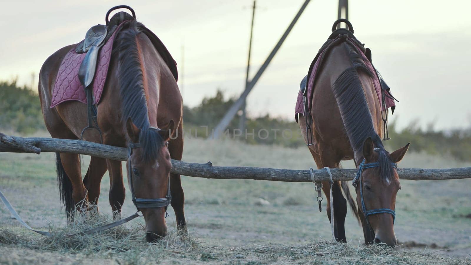 Two saddled horses are eating hay in a field near Belogorsk in Crimea at sunset