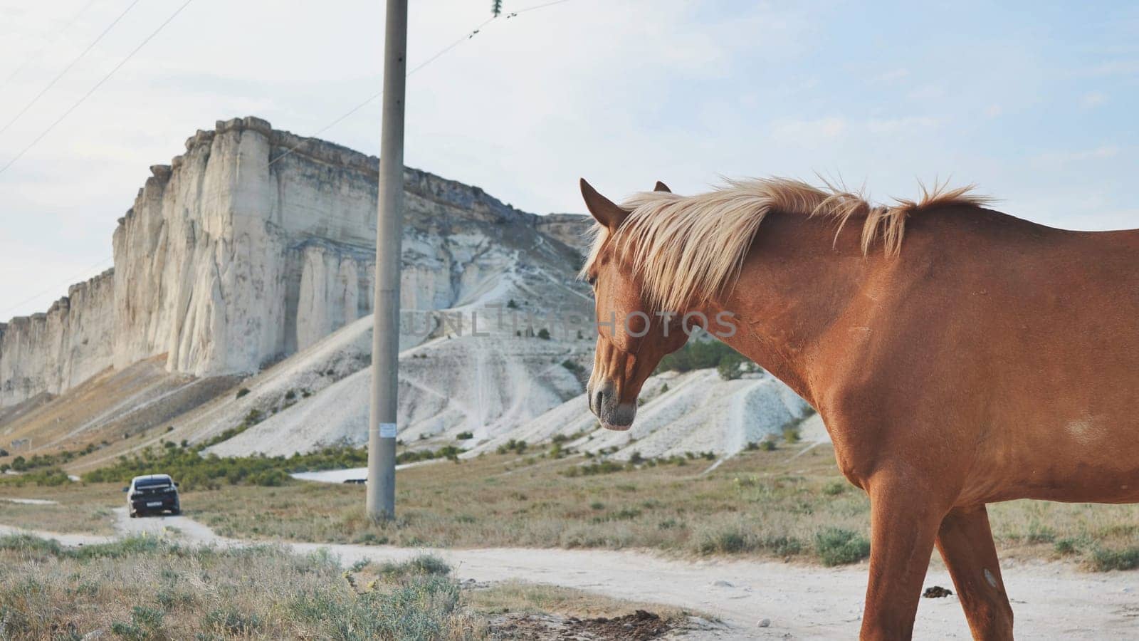 Brown horse walking near White Rock mountain in Crimea, Belogorsk