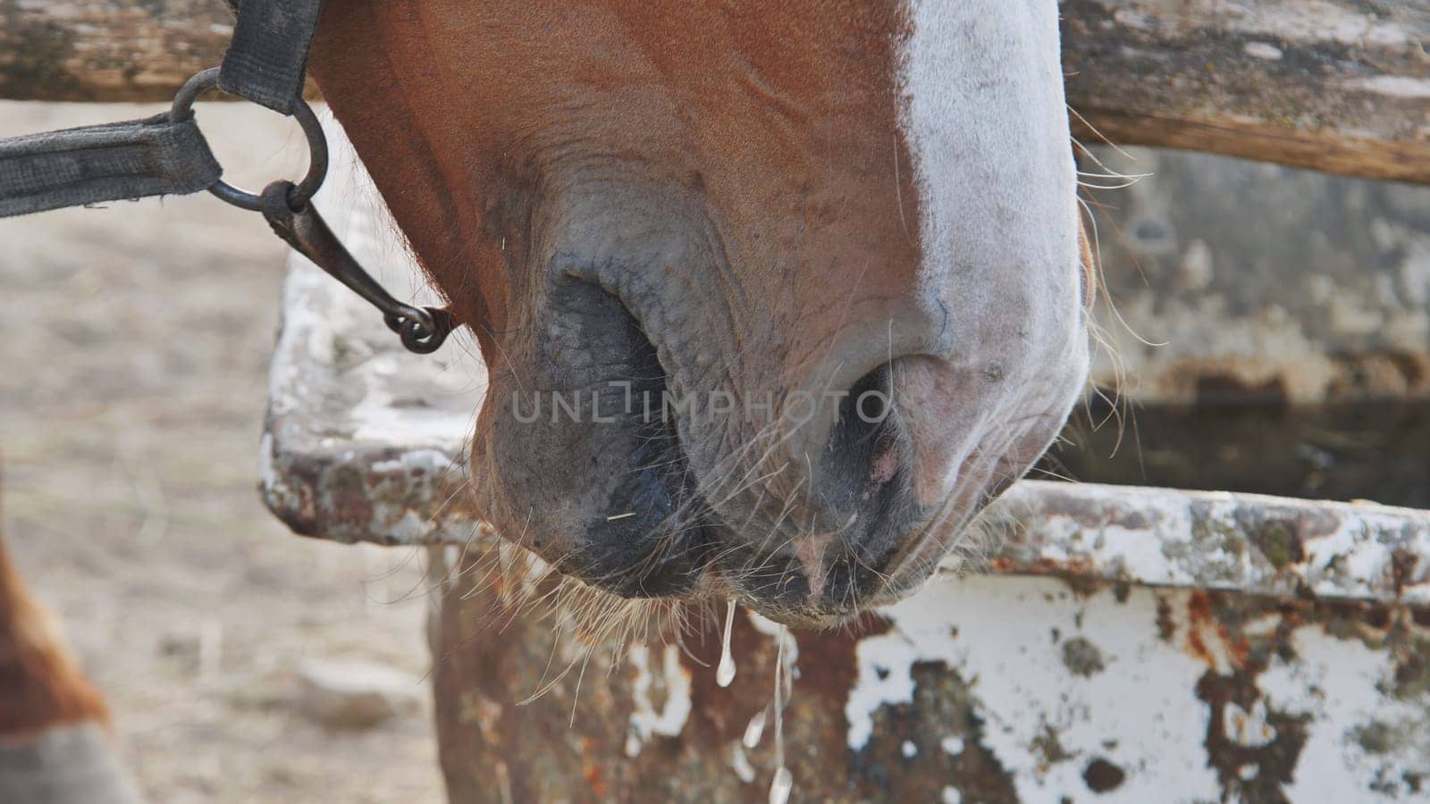 Horse muzzle close-up, drool dripping from its mouth, drinking water from a trough in Crimea near Belogorsk