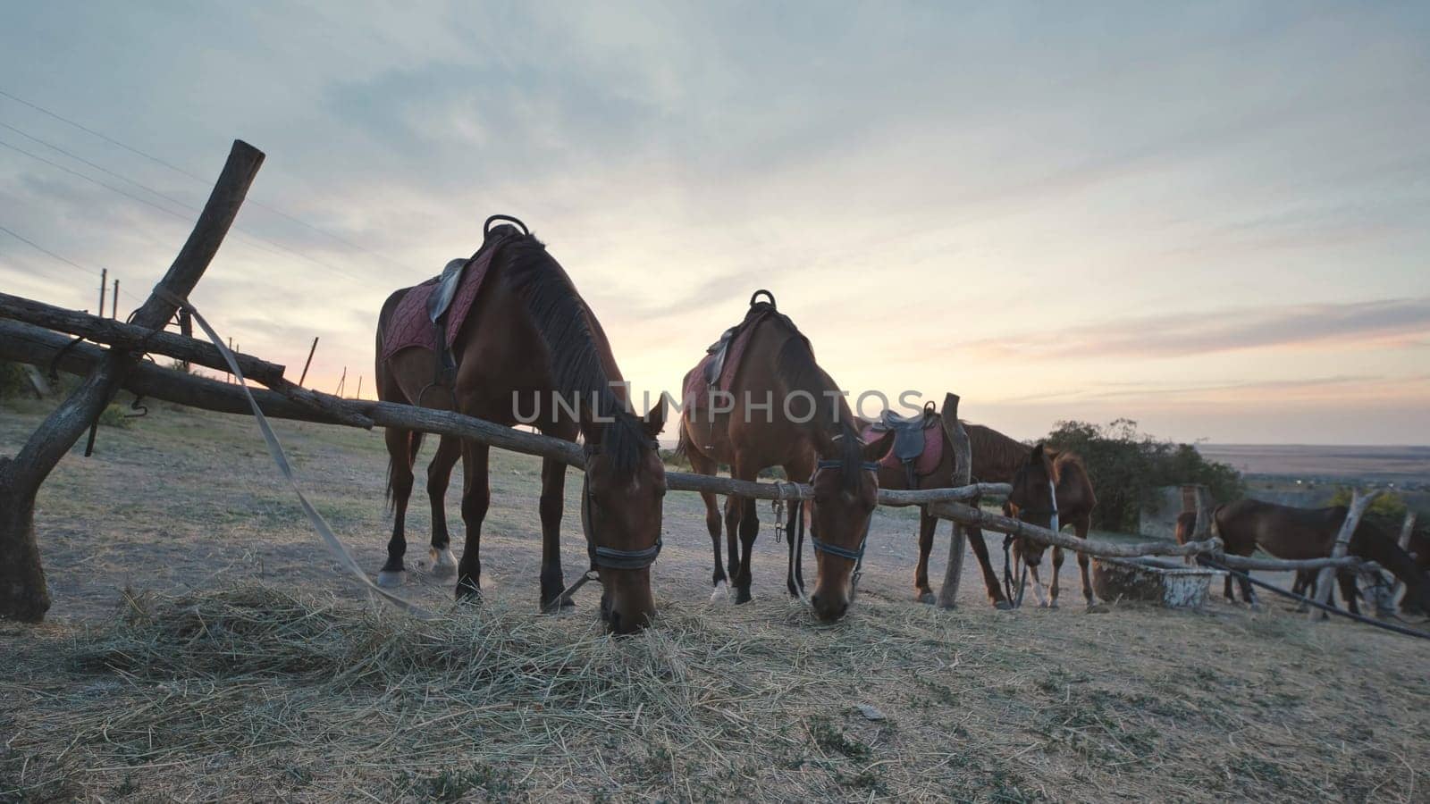 Group of horses with saddles eating hay near a wooden fence in Crimea at sunset